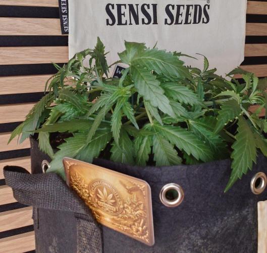 White Diesel Haze Auto-Sensi Seeds - CCG. Week 4