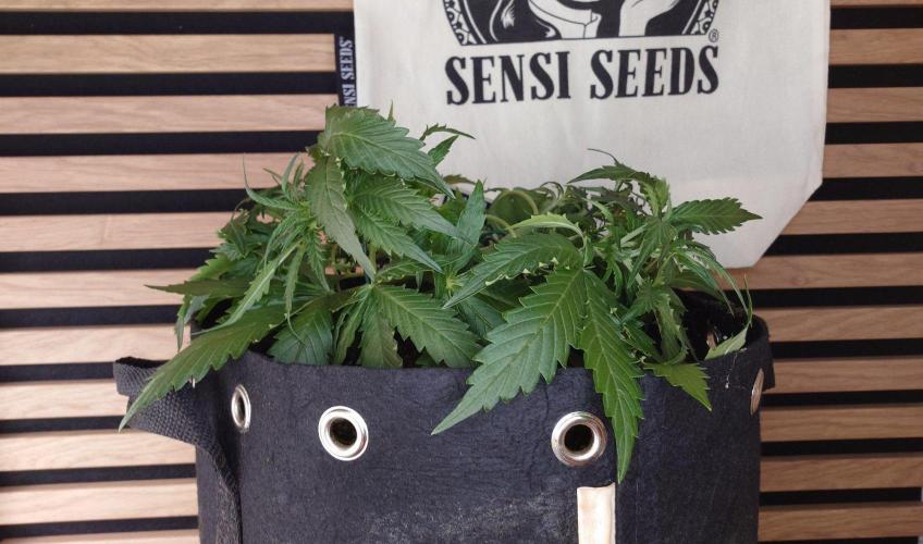 White Diesel Haze Auto-Sensi Seeds - CCG. Week 4