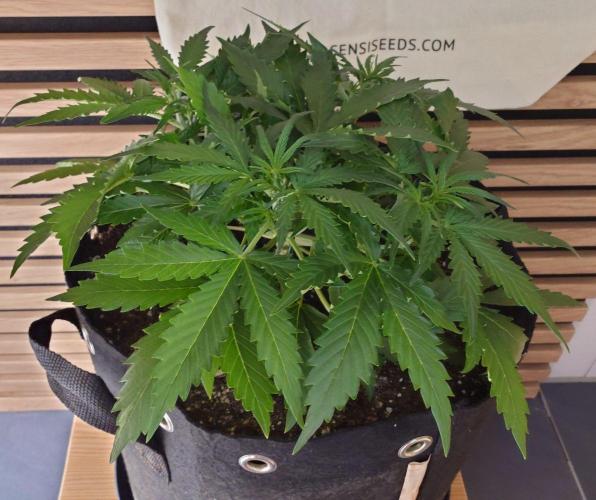 White Diesel Haze Auto-Sensi Seeds - CCG. Week 4