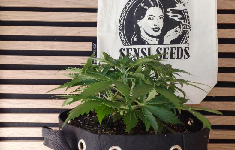White Diesel Haze Auto-Sensi Seeds - CCG. Week 4