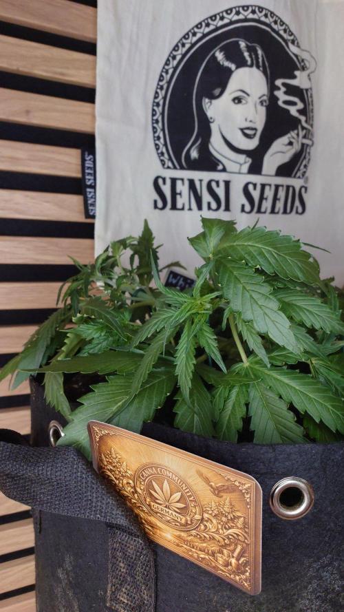 White Diesel Haze Auto-Sensi Seeds - CCG. Week 4
