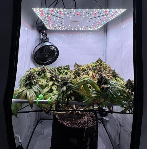 The Tropical Ice Cream One. Week 16