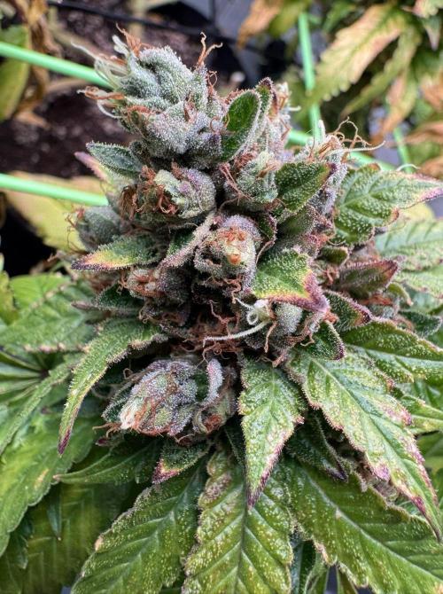 The Tropical Ice Cream One. Week 16