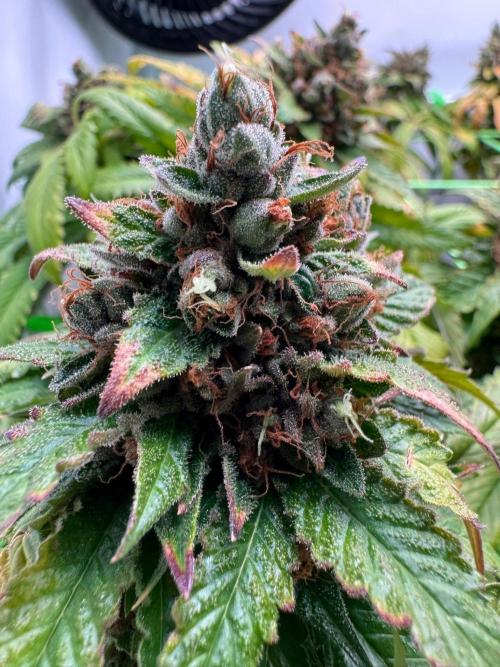 The Tropical Ice Cream One. Week 16