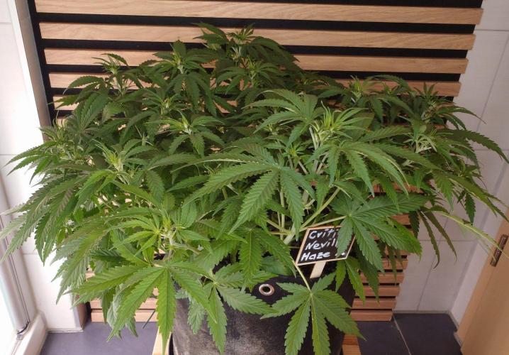 Critical Neville Haze Auto. Week 5