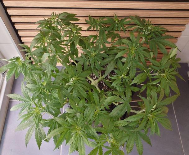 Critical Neville Haze Auto. Week 5