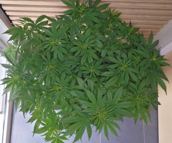 Critical Neville Haze Auto. Week 5