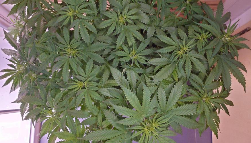 Critical Neville Haze Auto. Week 5