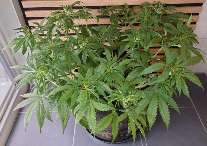 Critical Neville Haze Auto. Week 5