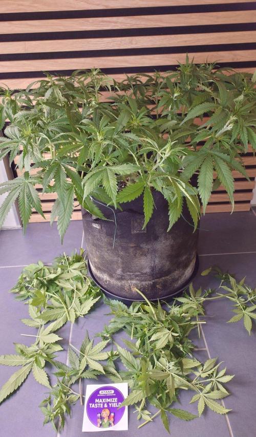 Critical Neville Haze Auto. Week 5