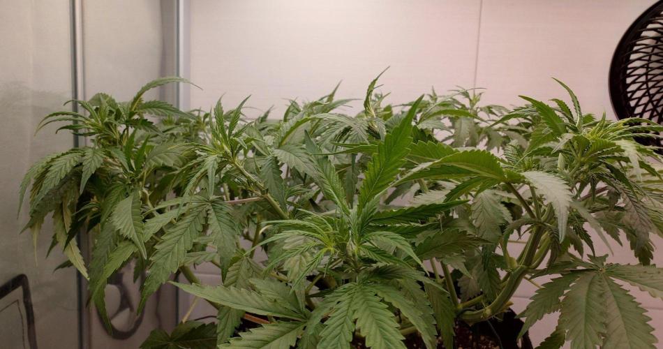 Critical Neville Haze Auto. Week 5