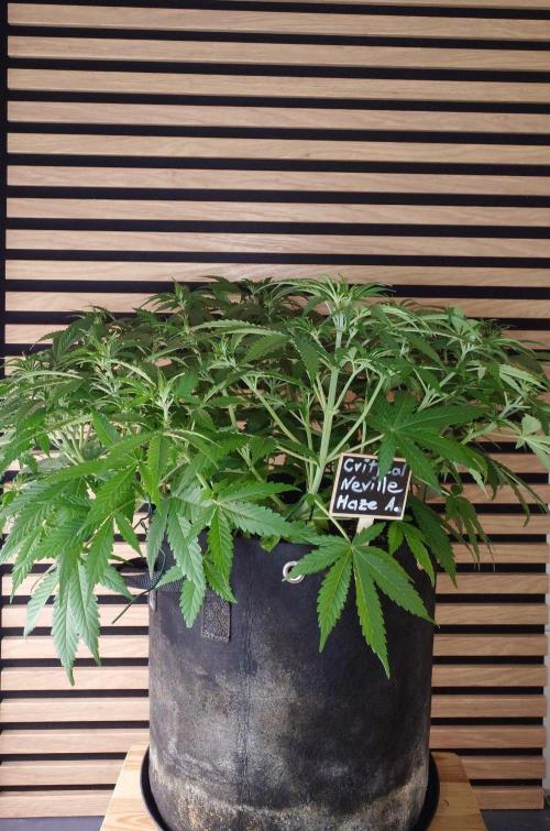 Critical Neville Haze Auto. Week 5