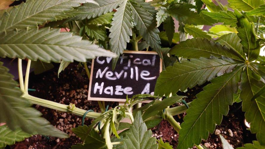 Critical Neville Haze Auto. Week 5