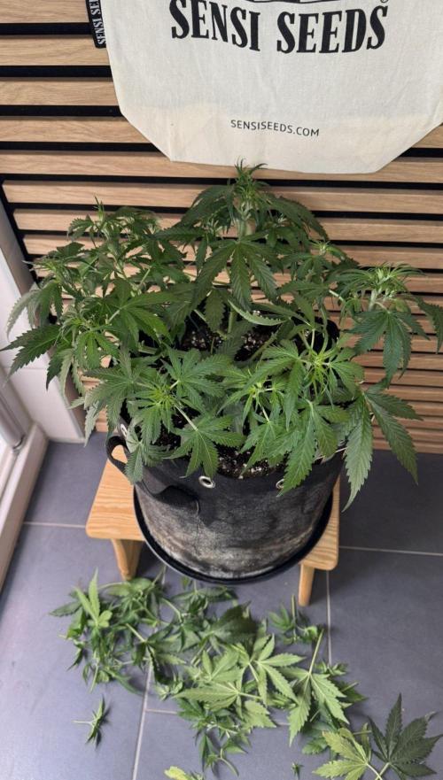 White Diesel Haze Auto-Sensi Seeds - CCG. Week 5
