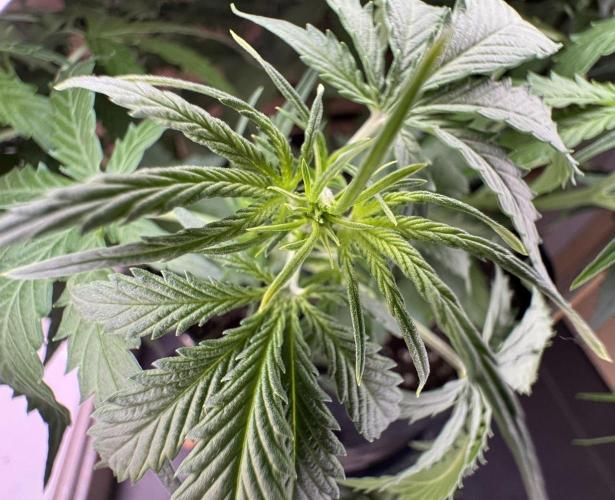 White Diesel Haze Auto-Sensi Seeds - CCG. Week 5