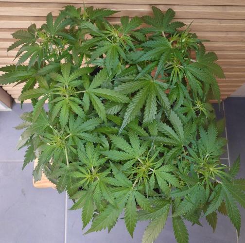 White Diesel Haze Auto-Sensi Seeds - CCG. Week 5