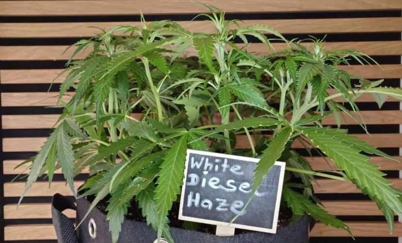 White Diesel Haze Auto-Sensi Seeds - CCG. Week 5