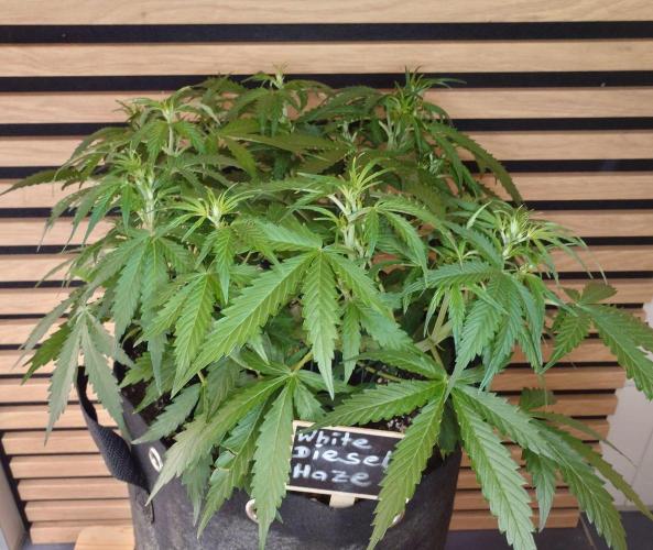 White Diesel Haze Auto-Sensi Seeds - CCG. Week 5