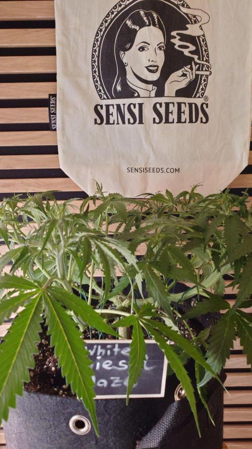 White Diesel Haze Auto-Sensi Seeds - CCG. Week 5