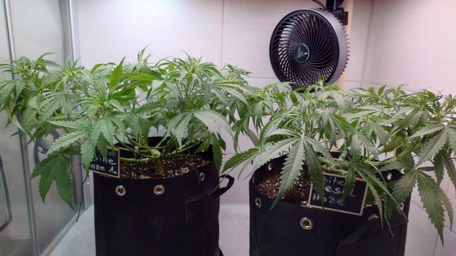 White Diesel Haze Auto-Sensi Seeds - CCG. Week 5