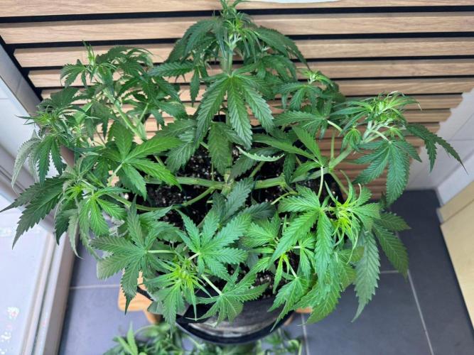 White Diesel Haze Auto-Sensi Seeds - CCG. Week 5