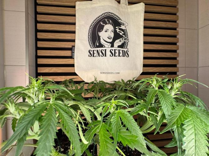 White Diesel Haze Auto-Sensi Seeds - CCG. Week 5