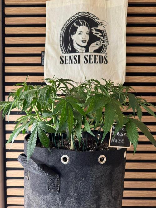 White Diesel Haze Auto-Sensi Seeds - CCG. Week 5
