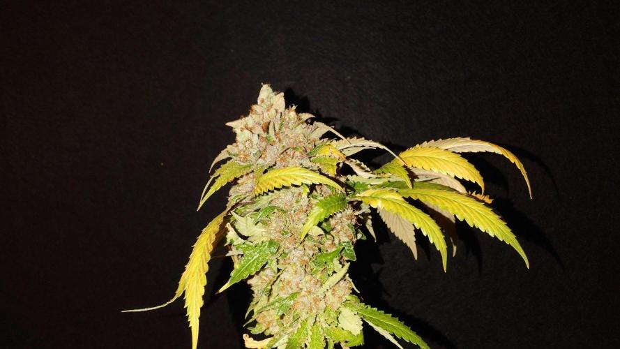 The Tropical Ice Cream One. Week 17