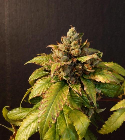 The Tropical Ice Cream One. Week 17