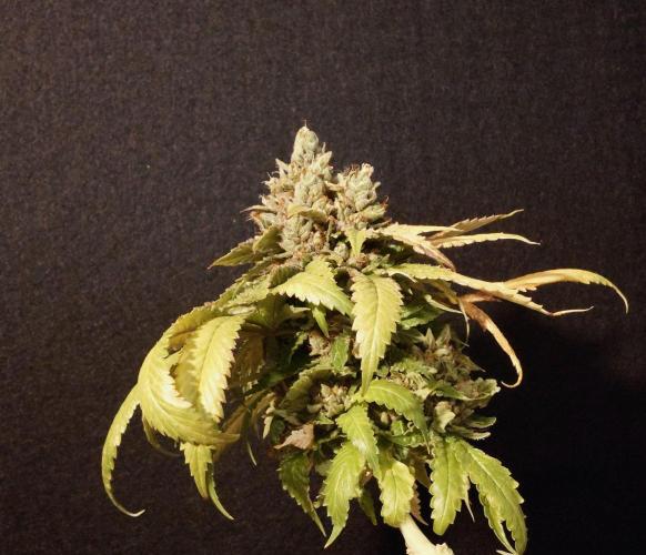 The Tropical Ice Cream One. Week 17