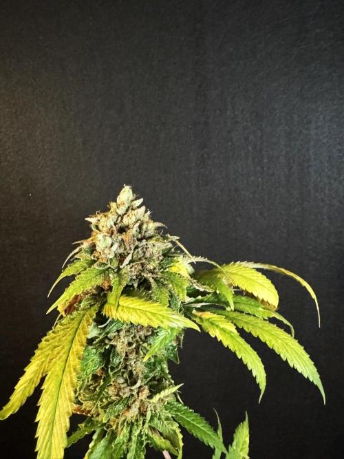 The Tropical Ice Cream One. Week 17
