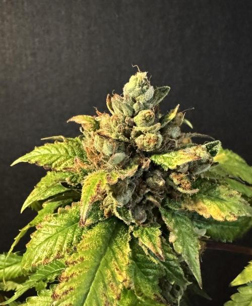 The Tropical Ice Cream One. Week 17
