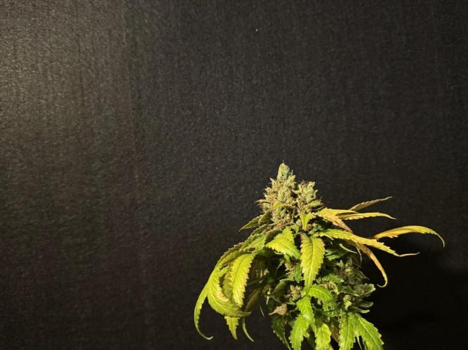 The Tropical Ice Cream One. Week 17