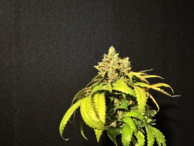 The Tropical Ice Cream One. Week 17