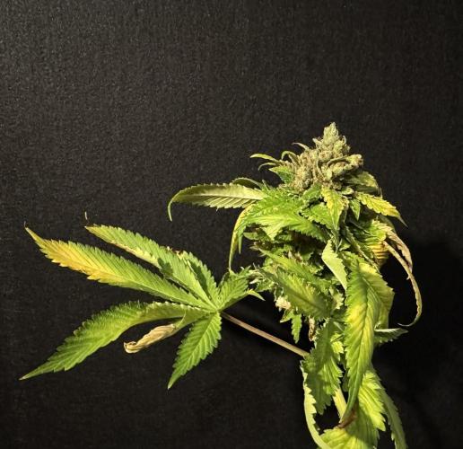 The Tropical Ice Cream One. Week 17