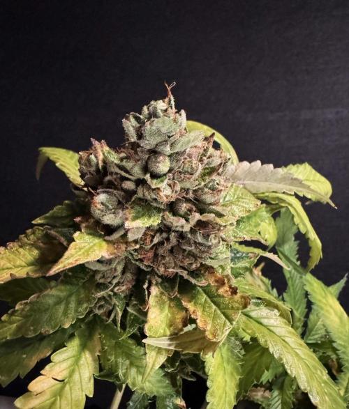 The Tropical Ice Cream One. Week 17