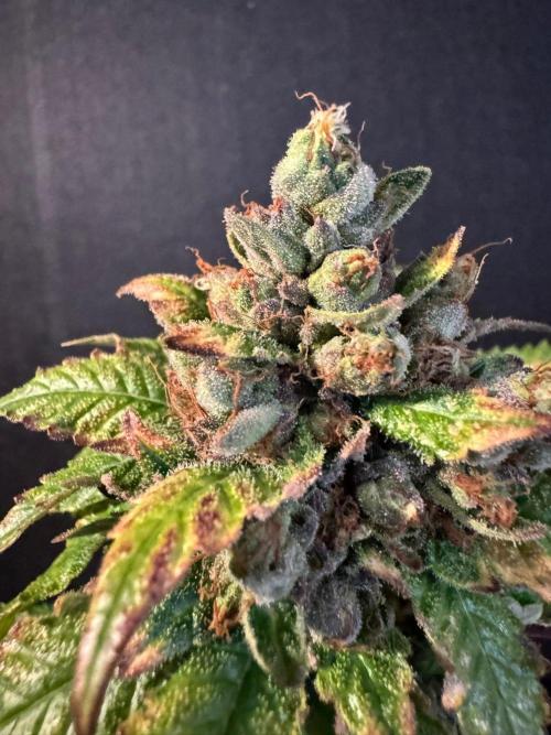 The Tropical Ice Cream One. Week 17