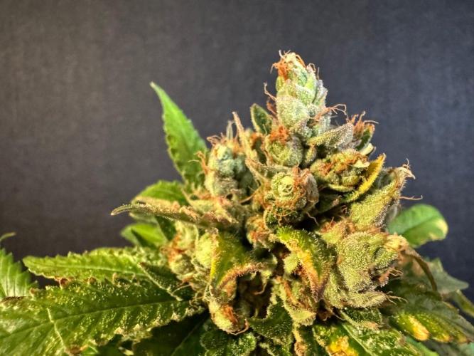 The Tropical Ice Cream One. Week 17