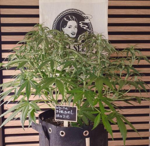White Diesel Haze Auto-Sensi Seeds - CCG. Week 6