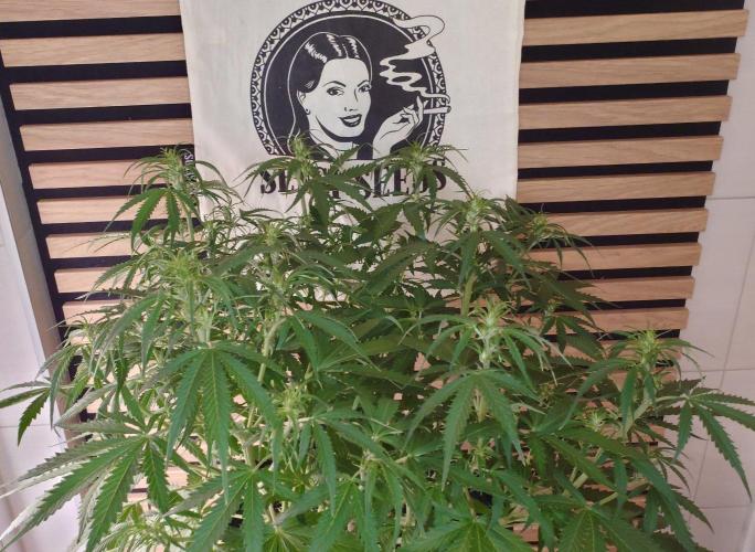 White Diesel Haze Auto-Sensi Seeds - CCG. Week 6