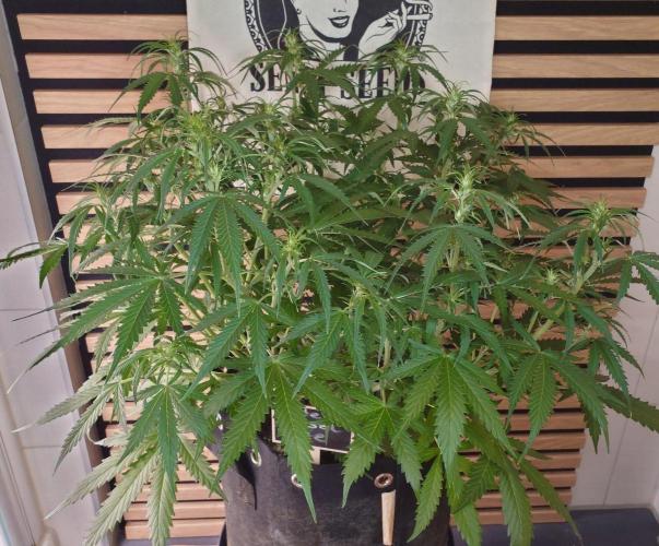 White Diesel Haze Auto-Sensi Seeds - CCG. Week 6