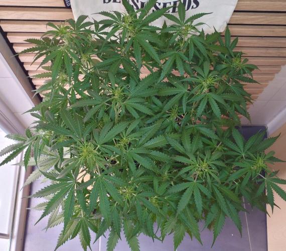White Diesel Haze Auto-Sensi Seeds - CCG. Week 6