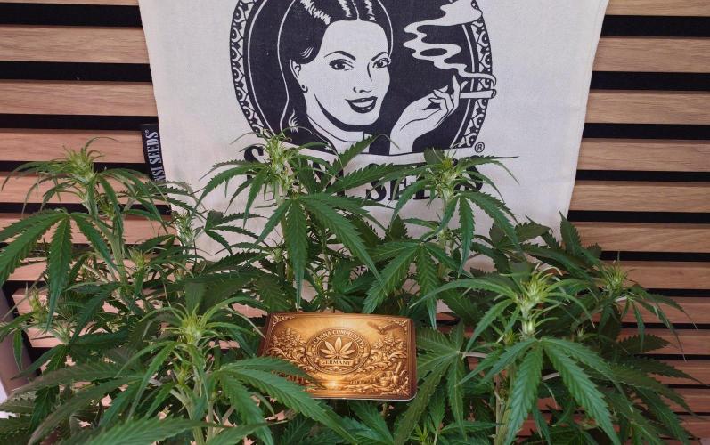 White Diesel Haze Auto-Sensi Seeds - CCG. Week 6