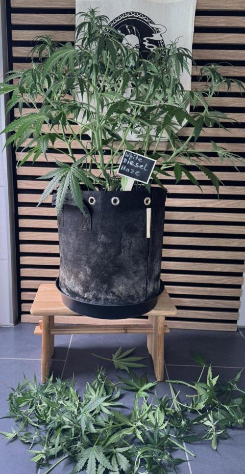 White Diesel Haze Auto-Sensi Seeds - CCG. Week 6