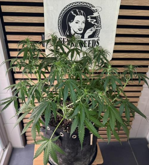 White Diesel Haze Auto-Sensi Seeds - CCG. Week 6