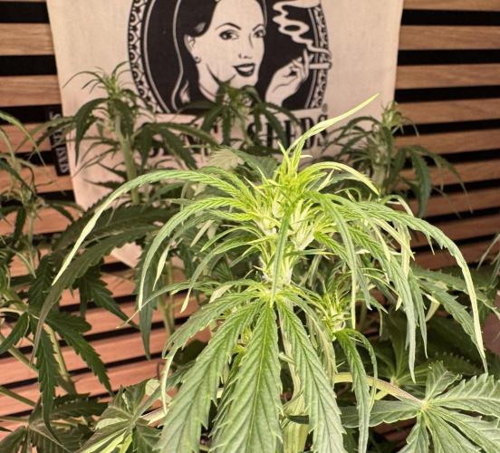 White Diesel Haze Auto-Sensi Seeds - CCG. Week 6