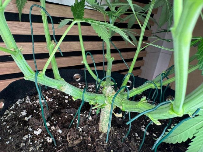 White Diesel Haze Auto-Sensi Seeds - CCG. Week 6