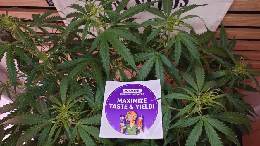 White Diesel Haze Auto-Sensi Seeds - CCG. Week 6