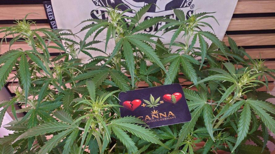 White Diesel Haze Auto-Sensi Seeds - CCG. Week 6