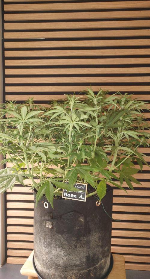 Critical Neville Haze Auto. Week 6